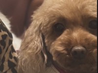 Poodle kızımız