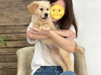 3 aylık akıllı golden retriever yavru