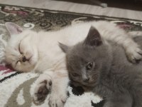 Scottish fold yavruları