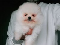 Orijinal Pomeranian Boo Köpeği