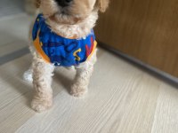 Maltipoo yavru köpeğimiz