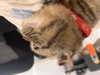5 aylık erkek british shorthair