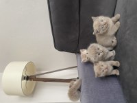 6 gold yavrum scottish fold