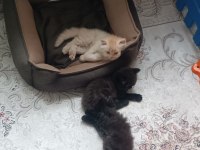 Çikolata Ve Karamel Persian