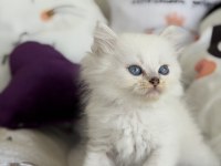 British Longhair Point