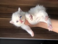 Sevimli British Shorthair 40 Günlük
