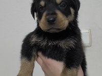 Kaliteli Rottweiler Yavrularımız