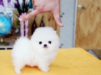 POMERANİAN TEDDY YAVRULAR