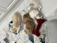 Yavru maltipoo bebekleri