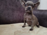 Her renk her çeşit french bulldog bebeklerimiz