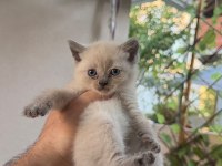 TUVALET EĞİTİMLİ ORJİNAL BRİTİSH YAVRULARIMIZ