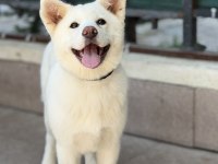 3,5 Aylık Karma Aşıları Bitmiş Beyaz Akita İnu