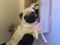 Pug Mops Üst kalite Erkek Yavrumuz
