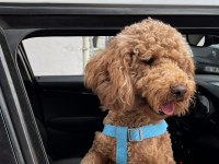 15 aylık erkek poodle ismi tarçın