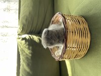 Çok minnoş sevimli scottish fold yavrumuz