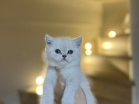 Teslime Hazır Brıtısh Shorthair Yavrularım 