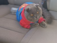 Tam bir deli scottish fold