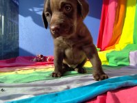 İSTANBUL KÖPEK ÇİFTLİĞİ LABRADOR YAVRULAR