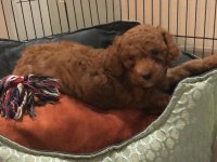 Yavru Toy poodle