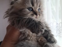 Scottish Fold Black Tabby