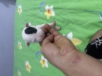 Bull terrier a şecere