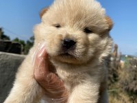 Chow chow çin Aslanı yavrularımız