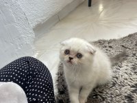 Scottish Fold Blue Point Yavrularımız