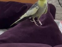 Konuşan papağanımız full evcil paşa