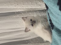 British longhair yavrumuz