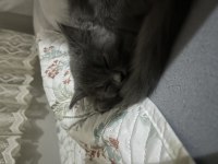 3 aylık british longhair sahiplendirme