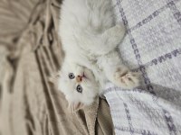 İran chinchilla 2 aylık