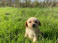 2 Aylık Maltipoo