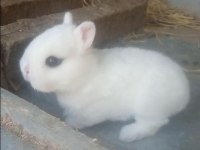 Sürmeli cüce tavşan