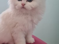 Kar beyaz saf kan chinchilla yavrumuza yuva arıyoruz