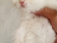Kedimiz yurtdışındandır petshopcular ulaşmasın