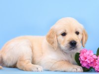 Golden Retriever Kapıda Ödeme Hizmetimiz Vardır