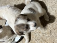 Terrier Yavruları 45 Günlük