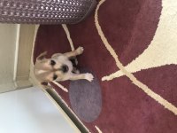 Pinscher köpekler sahiplendirilecek