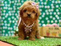Oyuncu , Zeki ve Uysal Maltipoo Bebekler 