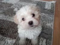 2 aylık erkek maltese köpeği
