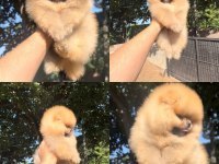 A+ kalite Pomeranian yavrularımız 81 ile gönderilir