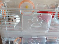 2 katlı kafesiyle çift hamster
