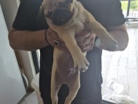 Sahiplendirilecek Pug Köpeğimiz