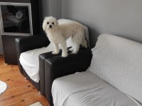Kalıcı yuva maltese terrier