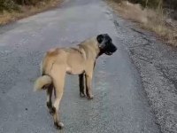 Panter soyu kangal dişi