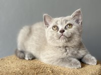 British lilac blue point