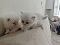 British Longhair Blue Point