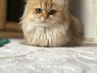 Golden british shorthair son erkek