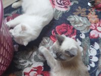 Scottish fold yavrular 2 adet