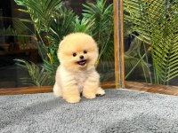 HARİKA YÜZ YAPISINA SAHİP POMERANİAN BOO YAVRULARIMIZ